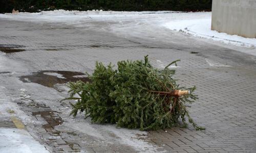 karácsonyfa elszállítás Gödöllő