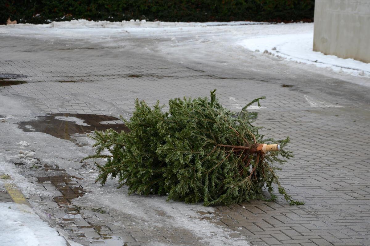 karácsonyfa elszállítás Gödöllő