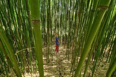 A MATE Botanikus kertjében hatalmas bambuszerdő van