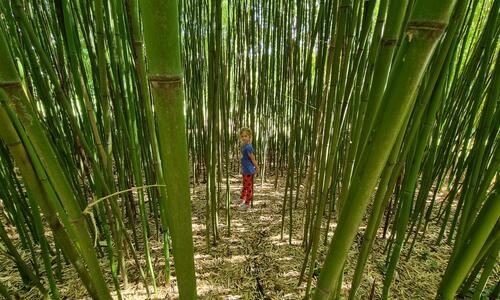 A MATE Botanikus kertjében hatalmas bambuszerdő van